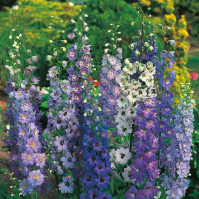 Fothergills Country Value Price Band A Pacific Giants Mixed Delphinium Flower Seeds Multicolour Pack of 60-Seeds 13121