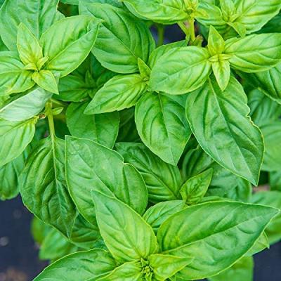 Fothergills Country Value Price Band A Sweet Basil Vegetable Seeds Green Pack of 450-Seeds 13514
