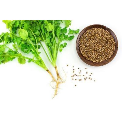Fothergills Country Value Price Band A Coriander Vegetable Seeds Green Pack of 100-Seeds 10462