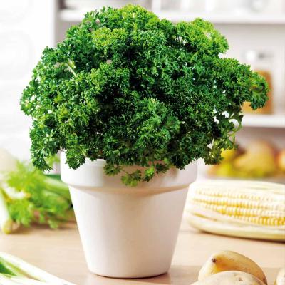 Fothergills Country Value Price Band A Moss Curled 2 Parsley Vegetable Seeds Green Pack of 750-Seeds 13527