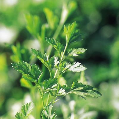 Fothergills Country Value Price Band A Plain Leaved 2 Parsley Vegetable Seeds Green Pack of 500-Seeds 18904