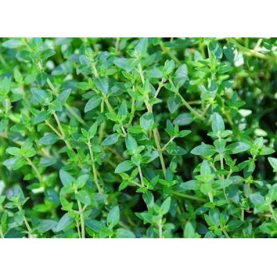Country Value Price Band A Classic Flavour Thyme Herbs Seeds Green Grow up to 25cm Pack of 600