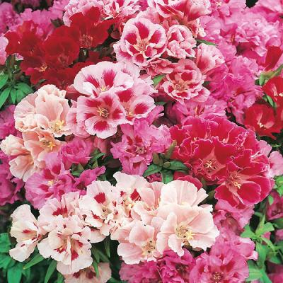 Country Value Price Band A Easy To Grow Dwarf Mixed Godetia Flower Seeds Assorted Colours Grow up to 30cm Pack of 950
