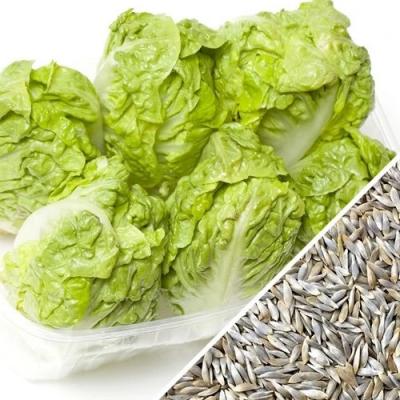 Country Value Price Band A Little Gem Lettuce Vegetable Seeds Green Pack of 1100