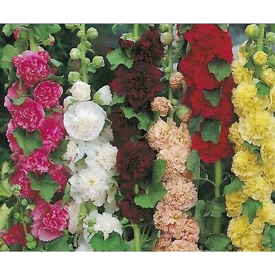 Country Value Price Band A Double Mixed Hollyhock Flower Seeds Assorted Colours Grow up to 1.8-2.4Mtr Pack of 40
