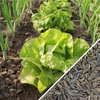 Country Value Price Band A Butterhead Type All The Year Round  Lettuce Vegetable Seeds Green Pack of 1100