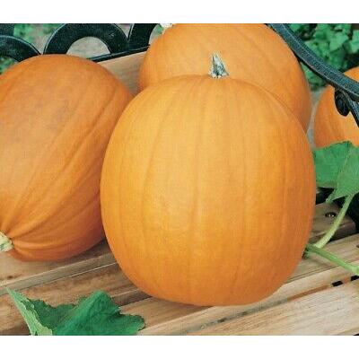 Country Value Price Band A  Jack O Lantern Pumpkin Vegetable Seeds Bright Orange Pack of 8