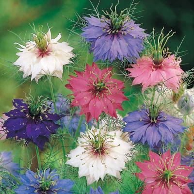 Country Value Price Band A Persian Jewels Mix Love In A Mist Flower Seeds Assorted Colours Grow up to 45cm Pack of 400