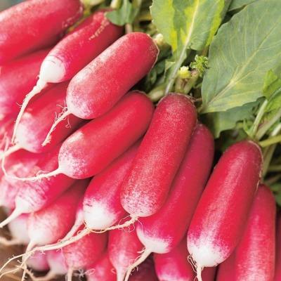Country Value Price Band A French Breakfast 3 Radish Vegetable Seeds Multicolour Pack of 700