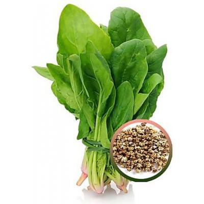 Country Value Price Band A Perpetual Spinach Beet Vegetable Seeds Green Pack of 225