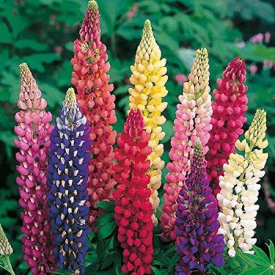 Country Value Price Band A Russell Mixed Lupin Flower Seeds Assorted Colours Pack of 40