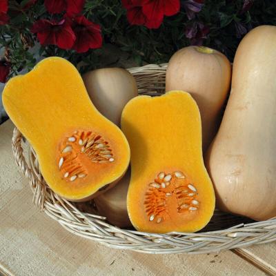 Country Value Price Band A Winter Butternut Butterfly F1 Squash Vegetable Seeds Multicolour Pack of 8
