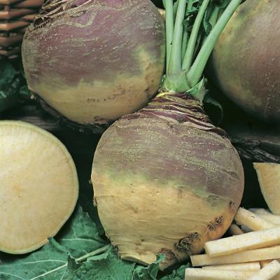 Country Value Price Band A Globe Shaped Variety Best of All Swede Vegetable Seeds Multicolour Medium Pack of 300