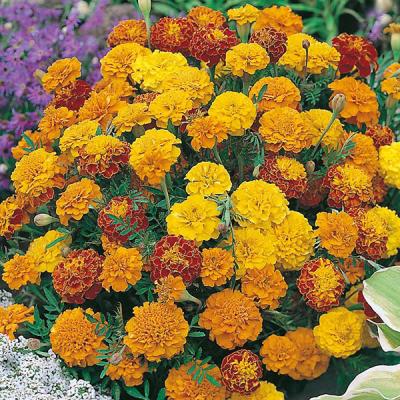 Country Value Price Band A French Dwarf Double Mixed Marigold Flower Seeds Multicolour Pack of 150