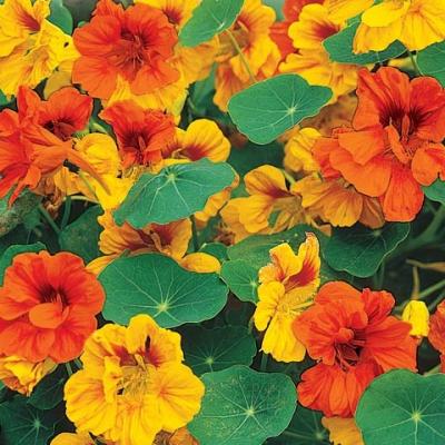 Country Value Price Band A Easy to Grow Tom Thumb Mixed Nasturtium Flower Seeds Assorted Colour Pack of 25