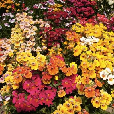 Country Value Price Band A Carnival Mixed Nemesia Flower Seeds Assorted Colour Large Pack of 400