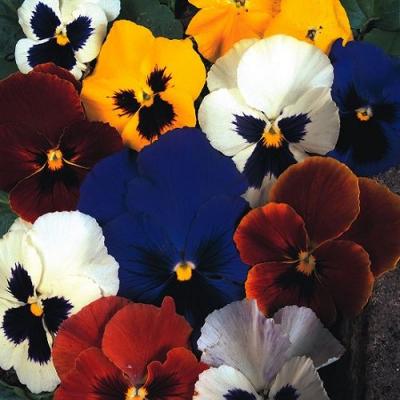 Country Value Price Band A Swiss Giants Mixed Pansy Flower Seeds Assorted Colour Large Pack of 100