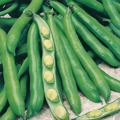 Country Value Price Band B Longpod Variety Bunyards Exhibition Broad Bean Vegetable Seeds Green Pack of 25