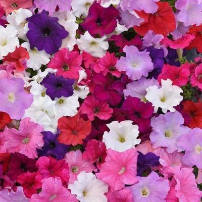 Country Value Price Band A Bedding Mixed Petunia Flower Seeds Assorted Colours Pack of 650