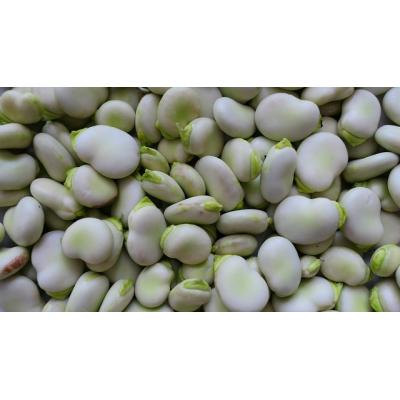 Country Value Price Band B The Sutton Broad Bean Vegetable Seeds Green and White Pack of 35