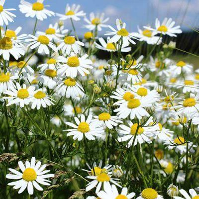 Country Value Price Band A Quick and Easy to Grow Poached Egg Plant Flower Seeds Yellow and White Pack of 60