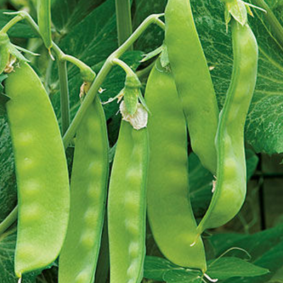 Country Value Price Band B Oregon Sugar Pod Pea Mangetout Vegetable Seeds Green Pack of 60