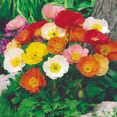 Country Value Price Band A Iceland Mixed Poppy Flower Seeds Assorted Colours 45cm Pack of 1200