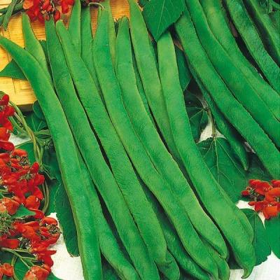 Country Value Price Band B Enorma Runner Bean Vegetable Seeds Green Grow Up to 50cm Pack of 25