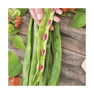 Country Value Price Band B Scarlet Emperor Runner Bean Vegetable Seeds Green Pack of 25