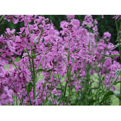 Country Value Price Band A Easy to Grow Night Scented Stock Flower Seeds Multicolour Grow up to 30cm Pack of 1000