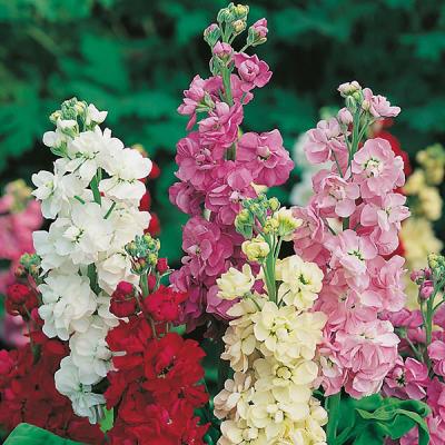 Country Value Price Band A Ten Week Mixed Double Blooms Stock Flower Seed Assorted Colors Grow up to 30cm Pack of 200