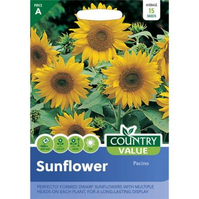 Country Value Price Band A Perfectly Formed Dwarf Pacino Sunflower Seeds Multicolour Grow up to 60cm Pack of 15