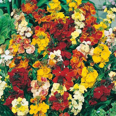 Country Value Price Band A Monarch Fair Lady Wallflower Seeds Assorted Grow up to 45cm Pack of 400