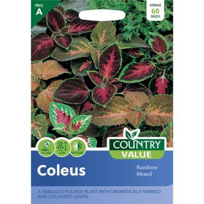 Country Value Price Band A Rainbow Mixed Coleus Flower Seeds Assorted Growth up to 45cm Pack of 60-Seeds