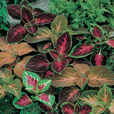Country Value Price Band A Rainbow Mixed Coleus Flower Seeds Assorted Growth up to 45cm Pack of 60-Seeds