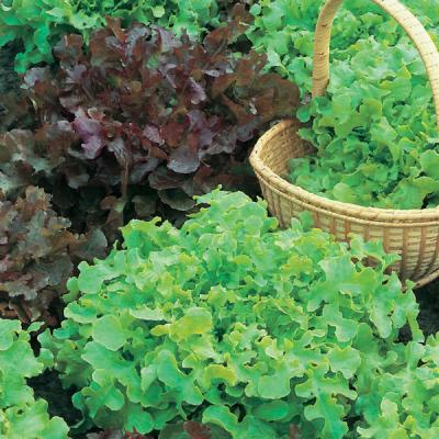 Country Value Price Band A Lettuce Salad Bowl Vegetable Seeds Red and Green Pack of 600-Seeds