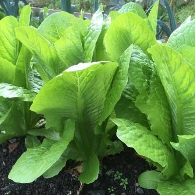 Country Value Price Band A Lettuce Lobjoits Cos Vegetable Seeds Green Pack of 800-Seeds