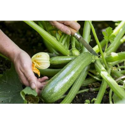 Country Value Price Band A Marrow Long Bush 2 Vegetable Seeds Green Pack of 8-Seeds