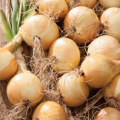Country Value Price Band A Globe Shaped Bedfordshire Champion Onion Seeds Multicolour Pack of 200-Seeds