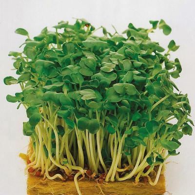 Country Value Price Band A Versatile and Easy to Grow Mustard White Vegetable Seeds Green Pack of 1200-Seeds