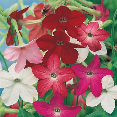 Country Value Price Band A Sensation Mixed Nicotiana Flower Seeds Assorted Colours Growth up to 90cm Pack of 1250-Seeds