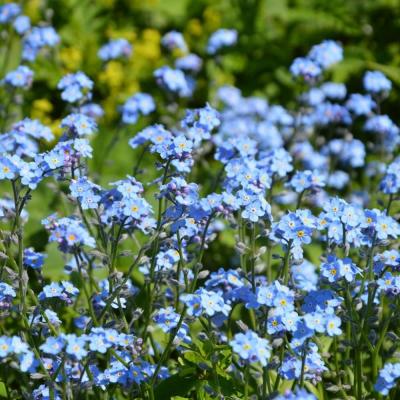 Country Value Price Band A Easy To Grow Forget Me Not Bright Blue Flowers Seeds Growth up to 30cm Pack of 200-Seeds