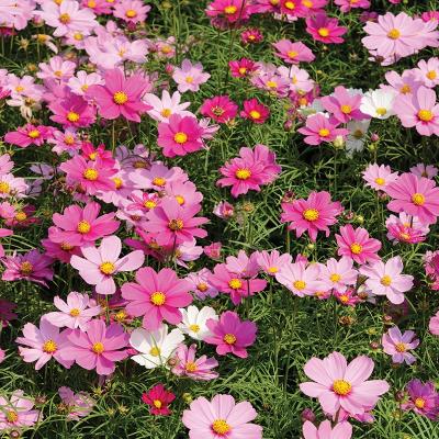 Country Value Price Band A Sensation Mixed Cosmos Flower Seeds Assorted Colours Growth up to 90 to 120cm Pack of 150-Seeds