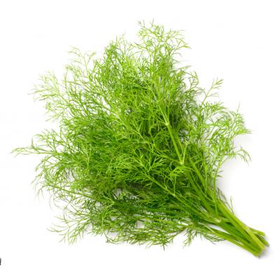 Country Value Price Band A Easily Grown Unique Flavour Dill Vegetable Seeds Multicolour Growth up to 75cm Pack of 500-Seeds