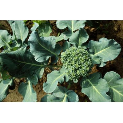 Country Value Price Band A Autumn Calabrese Broccoli Vegetable Seeds Green Pack of 100-Seeds