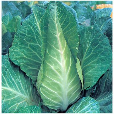 Country Value Price Band A Greyhound Cabbage Vegetable Seeds Green Pack of 400-Seeds