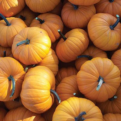 Country Value Price Band A Big Max Pumpkin Vegetable Seeds Multicolour Pack of 8-Seeds