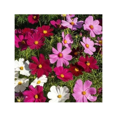 Country Value Price Band A Dwarf Sensation Mixed Cosmos Flower Seeds Assorted Colors Growth up to 60cm Pack of 75-Seeds