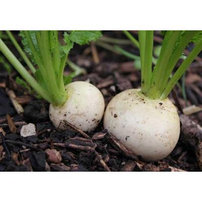 Country Value Price Band A Mild and Sweet Traditional Flavour Snowball Turnip Vegetable Seeds Green and White Pack of 1000-Seeds