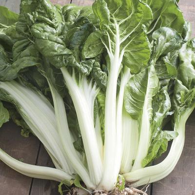 Country Value Price Band A Easy to Grow White Silver 2 Chard Vegetable Seeds Multicolour Pack of 200-Seeds